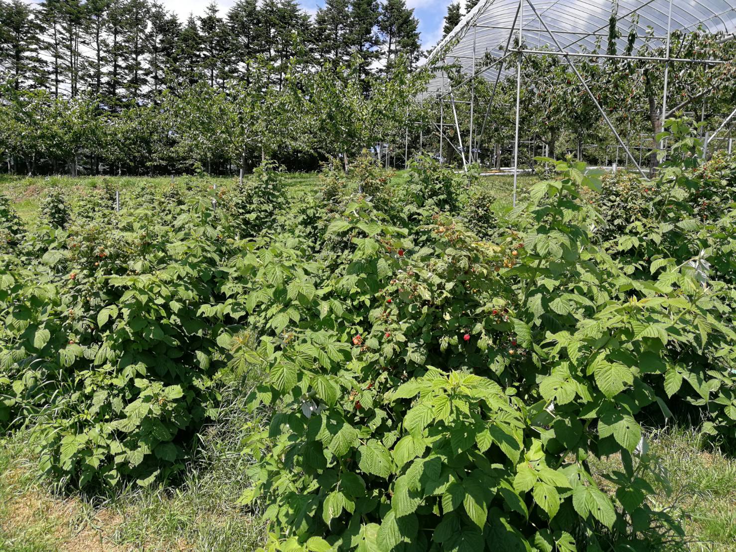 北海道 余市産のラズベリー収穫中 当園自家製ジャムもご紹介 砂川果樹園ブログ