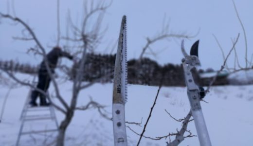 北海道の積雪もピークに、園地では果樹の剪定作業が始まっています。