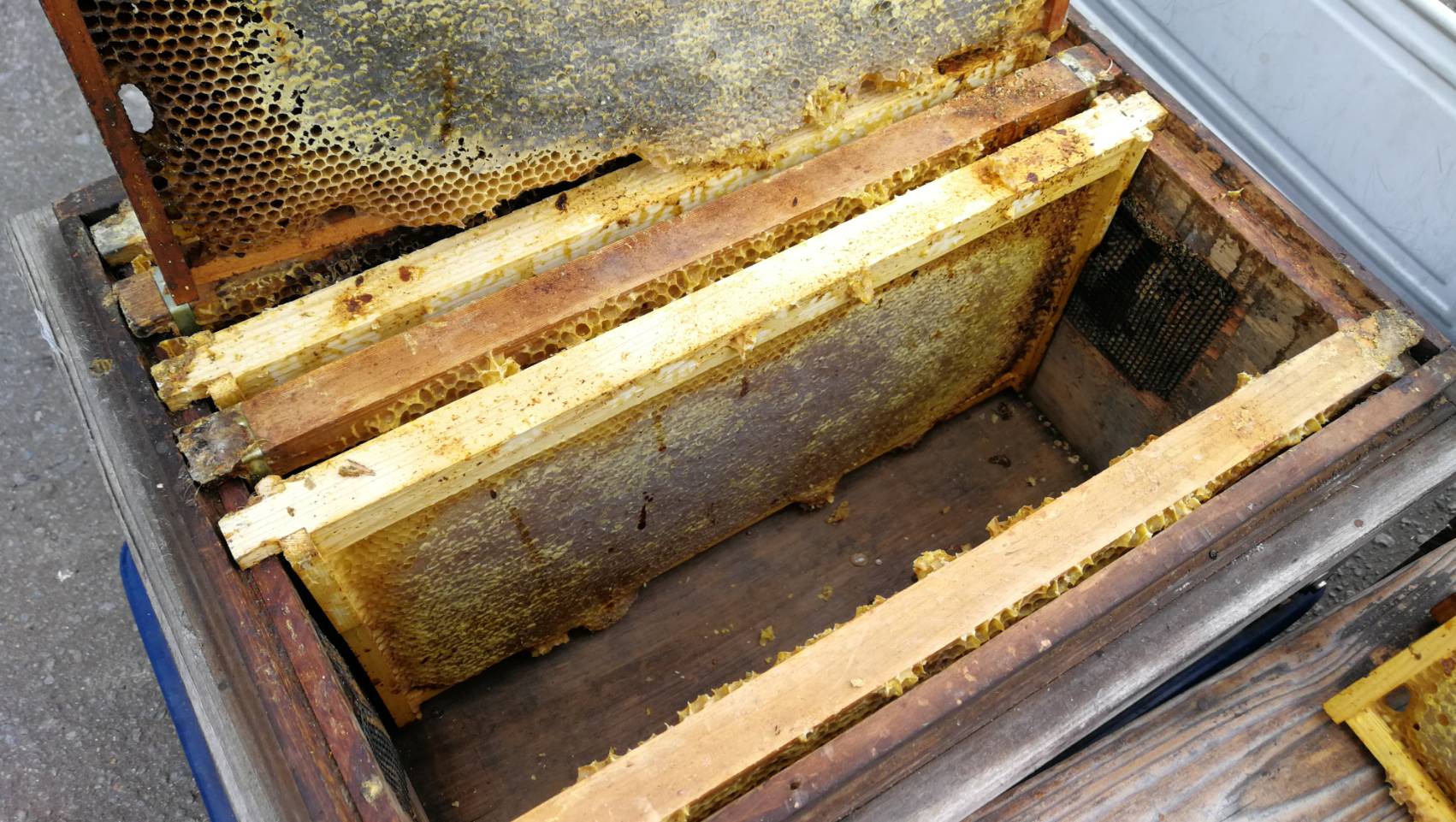 養蜂箱と巣楚