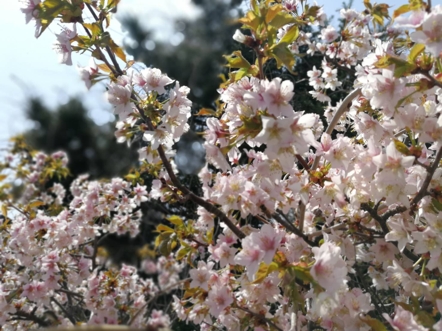 余市町の桜が満開の中 さくらんぼの花がいよいよ開花 砂川果樹園ブログ