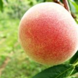 知る人ぞ知る北海道余市の桃！間もなく収穫となります。