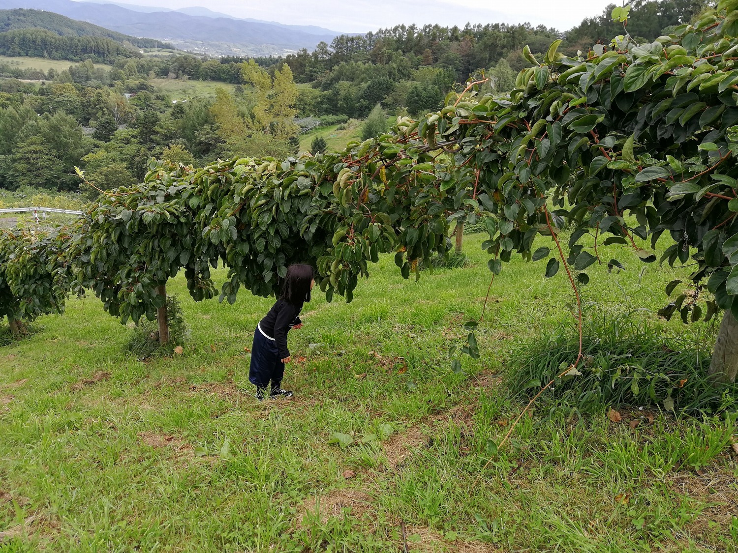今年もサルナシの実 コクワが収穫となりました 砂川果樹園ブログ