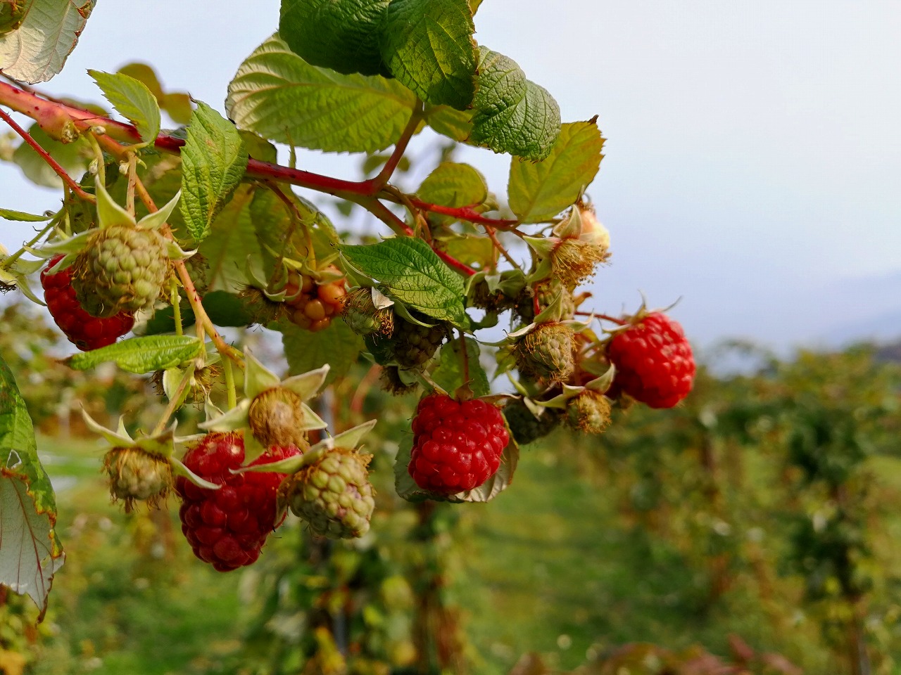 余市 砂川果樹園の果物は残すところラズベリー 木苺 のみ ギフトのお知らせも 砂川果樹園ブログ