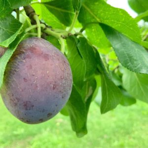 北海道の夏も最後 ここで天空の果物情報ををお知らせ致します 砂川果樹園ブログ